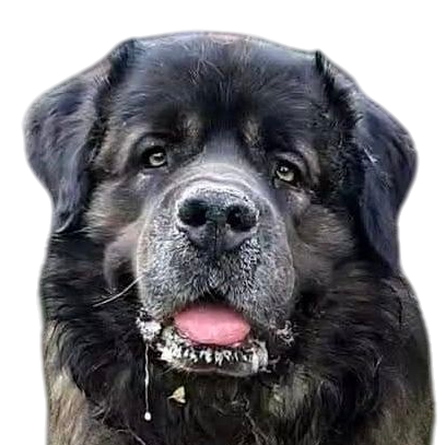 Ein entspanntes Hundeface mit herausgestreckter Zunge und weichem Fell.