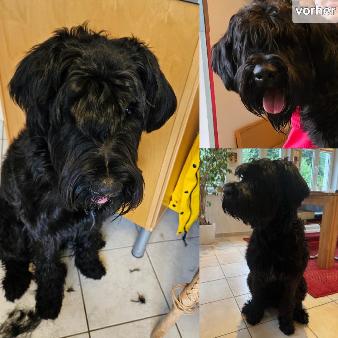 Schwarzer Hund mit zotteligem Fell, sitzt und schaut freundlich.