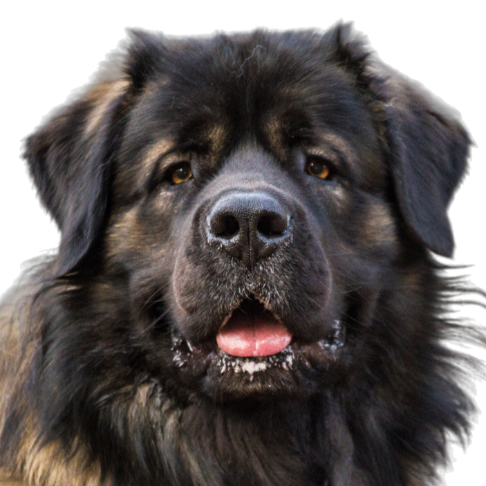 Ein entspanntes Hundeface mit herausgestreckter Zunge und weichem Fell.